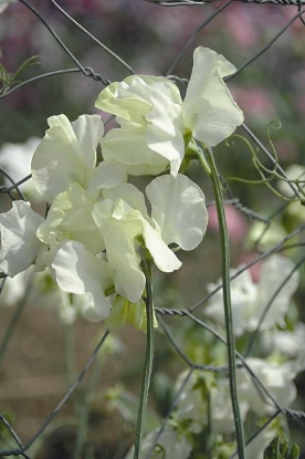 Picture of Sweet Pea Spencer - Kippen Cream